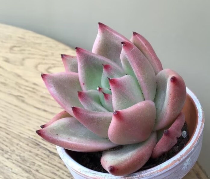 Echeveria Agavoides Miranda - beautiful succulent - propagation leaf