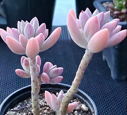 Graptosedum Francesco Baldi - beautiful succulent - propagation leaf