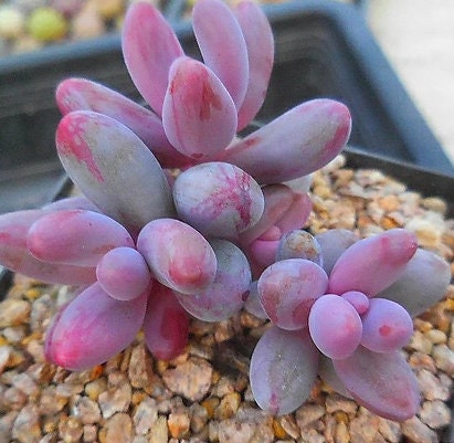 Pachysedum Ganzhou - beautiful succulent - propagation leaf
