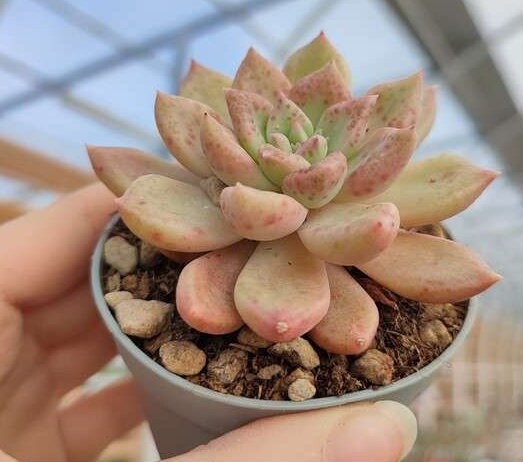 Graptoveria Melodie - beautiful succulent - propagation leaf