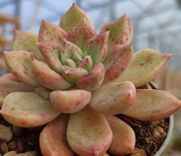 Graptoveria Melodie - beautiful succulent - propagation leaf