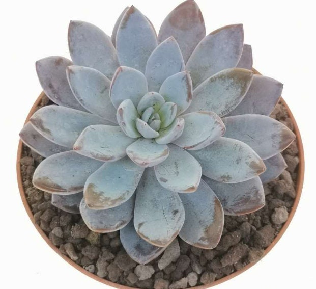 Graptoveria Lulu - beautiful succulent - propagation leaf