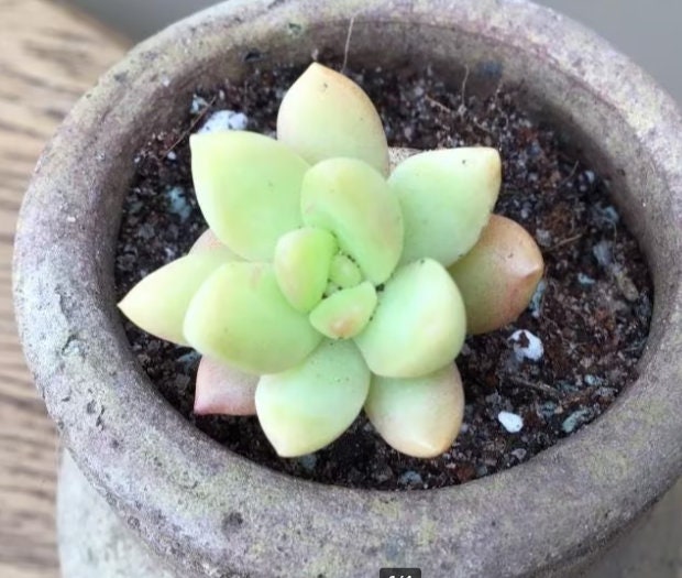 Sedum Golden Glow - beautiful succulent - propagation leaf