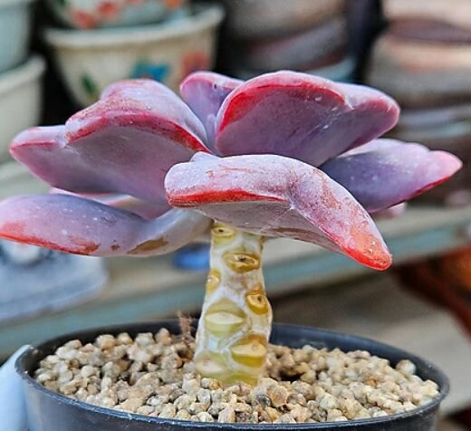 petal leaf succulent Echeveria Heart Delight - beautiful succulent
