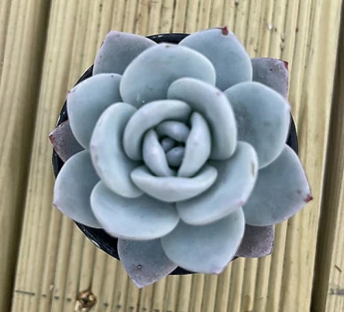 Echeveria Laui - beautiful succulent - propagation leaf