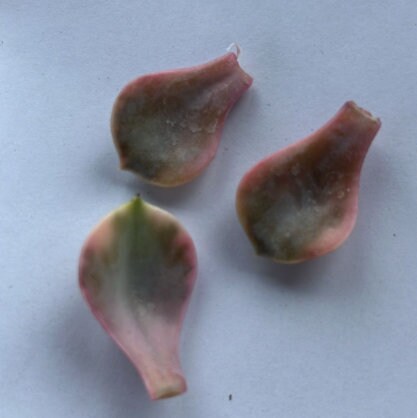 Echeveria West Rainbow - beautiful succulent - propagation leaf