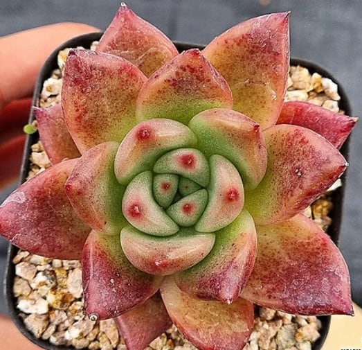 Echeveria Red Wine - beautiful succulent - propagation leaf