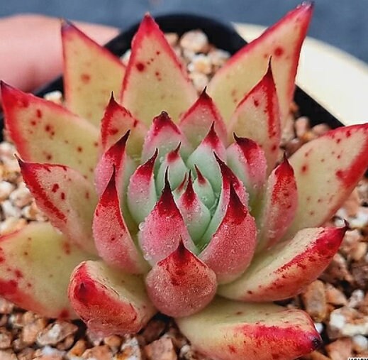 Echeveria Red Core - beautiful succulent - propagation leaf