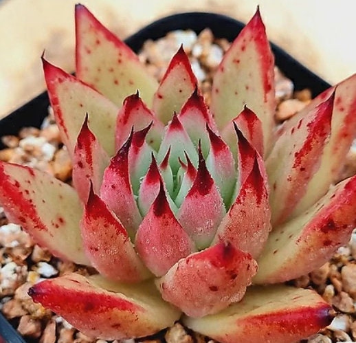Echeveria Red Core - beautiful succulent - propagation leaf