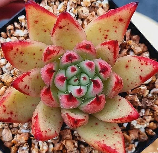 Echeveria Red Core - beautiful succulent - propagation leaf