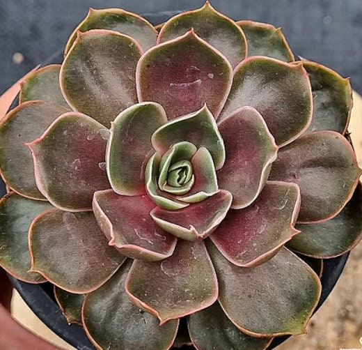 Echeveria Red Tan - beautiful succulent - propagation leaf