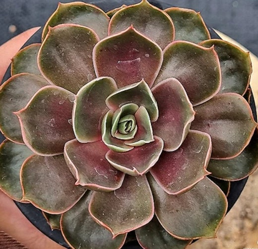 brown succulent Echeveria Red Tan - beautiful succulent
