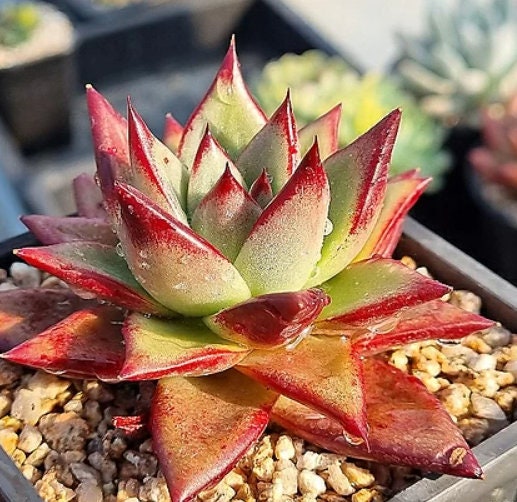 Echeveria Rose Diana - beautiful succulent - propagation leaf