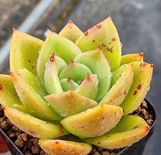 Echeveria Ringo Starr - beautiful succulent - propagation leaf