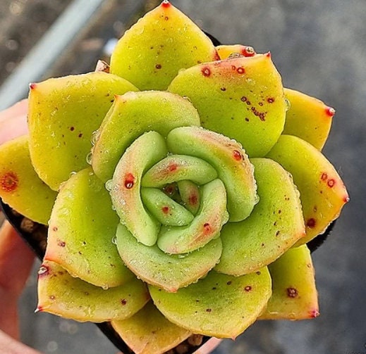 Echeveria Ringo Starr - beautiful succulent - propagation leaf