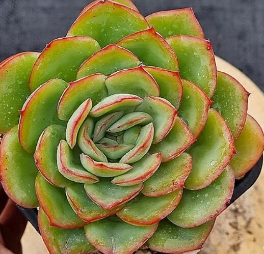 Echeveria Morning Dew - beautiful succulent - propagation leaf
