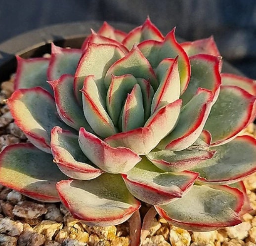 Echeveria Esther - beautiful succulent - propagation leaf