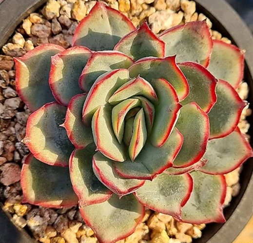 Echeveria Esther - beautiful succulent - propagation leaf