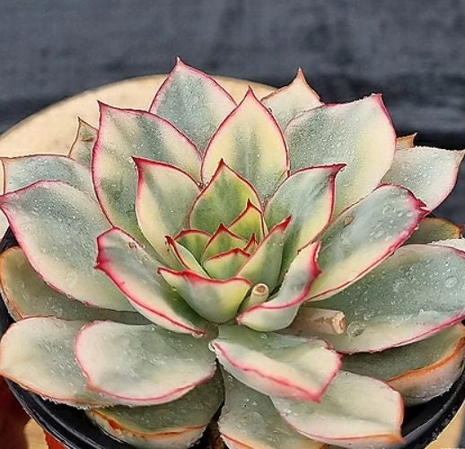 Echeveria Esther Variegated - beautiful succulent - propagation leaf