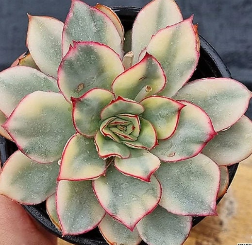 Echeveria Esther Variegated - beautiful succulent - propagation leaf
