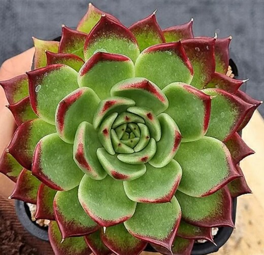 Echeveria Black Jewelry - beautiful succulent - propagation leaf