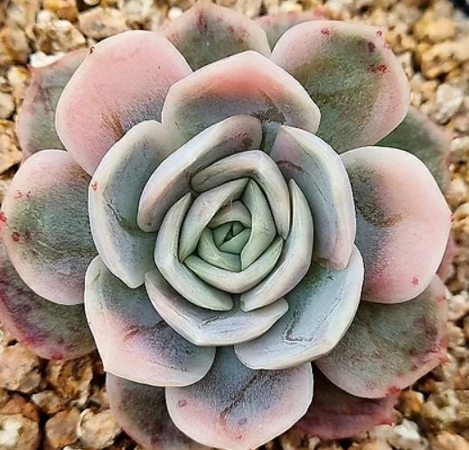 Echeveria Blue Surprise - beautiful succulent - propagation leaf