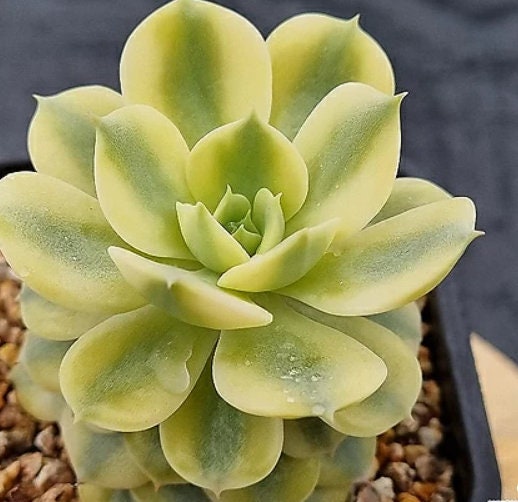 Echeveria Peacockckii Bluete - beautiful succulent - propagation leaf