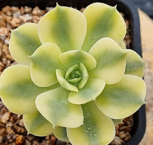 Echeveria Peacockckii Bluete - beautiful succulent - propagation leaf
