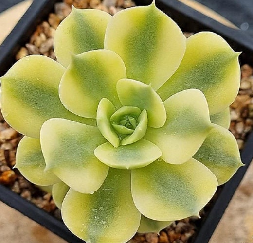 Echeveria Peacockckii Bluete - beautiful succulent - propagation leaf