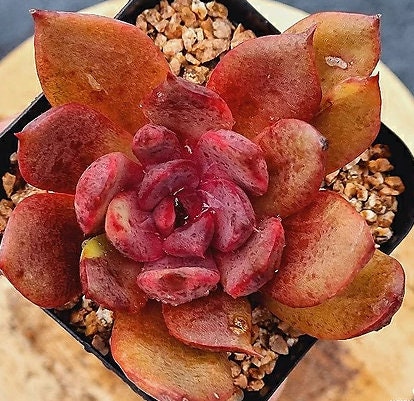 Echeveria Love And War - beautiful succulent - propagation leaf