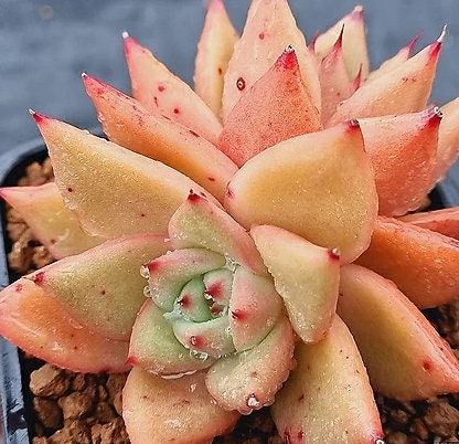 Echeveria Shaikh - beautiful succulent - propagation leaf