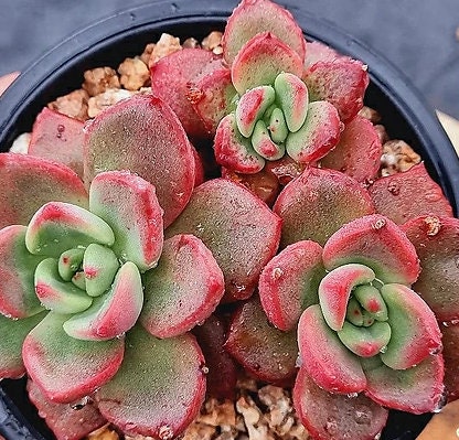 echeveria pink leaves succulent Echeveria Chapote - beautiful succulent