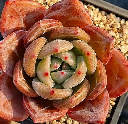 Echeveria Agavoides Shallot - beautiful succulent - propagation leaf