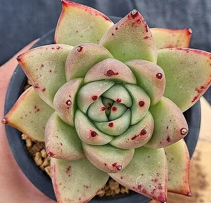 Echeveria Agavoides Cherbourg - beautiful succulent - propagation leaf