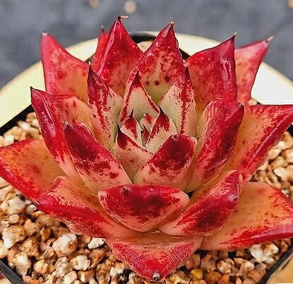 orange red succulent Echeveria Orange Ebony - beautiful succulent