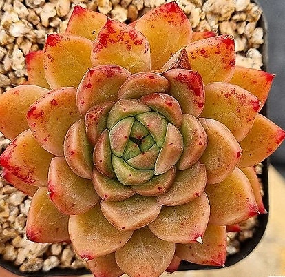 Echeveria Spicy - beautiful succulent - propagation leaf