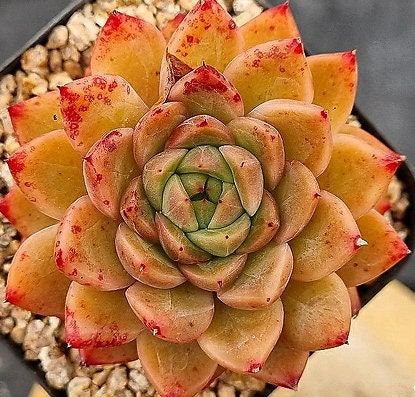 petal leaf succulents Echeveria Spicy - beautiful succulent