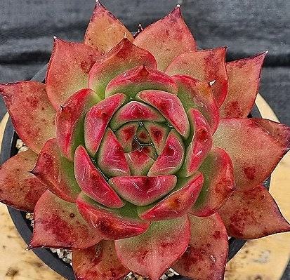 Echeveria Amestro - beautiful succulent - propagation leaf