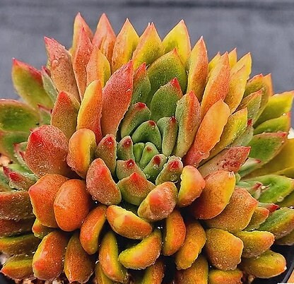 Echeveria Wine - beautiful succulent - propagation leaf