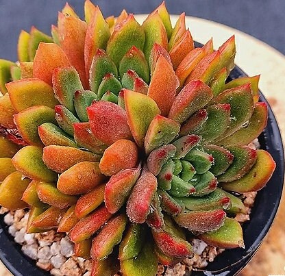 Echeveria Wine - beautiful succulent - propagation leaf
