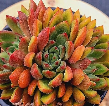 Echeveria Wine - beautiful succulent - propagation leaf