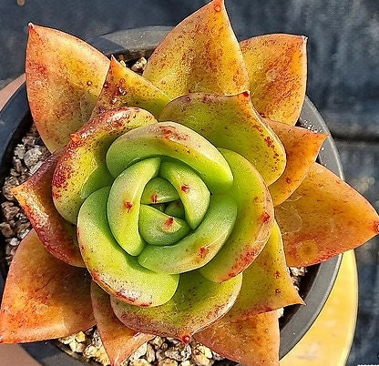 Echeveria Jupiter - beautiful succulent - propagation leaf