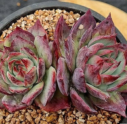Echeveria Casio - beautiful succulent - propagation leaf