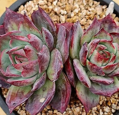 Echeveria Casio - beautiful succulent - propagation leaf