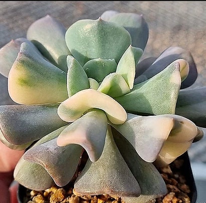Echeveria Pulvinata Frosty - beautiful succulent - propagation leaf