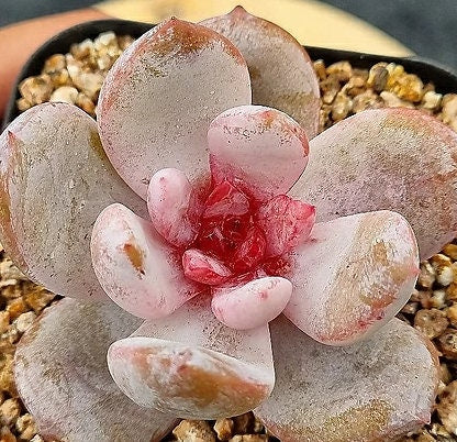 Echeveria Trumso - beautiful succulent - propagation leaf