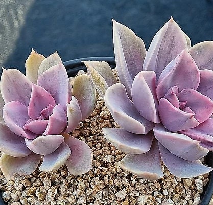 Echeveria Perle Von Nurnberg - beautiful succulent - propagation leaf
