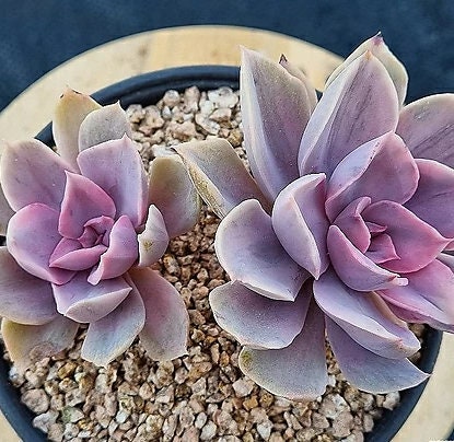 Echeveria Perle Von Nurnberg - beautiful succulent - propagation leaf