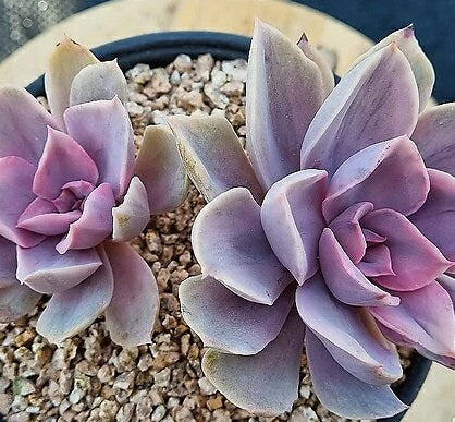 Echeveria Perle Von Nurnberg - beautiful succulent - propagation leaf