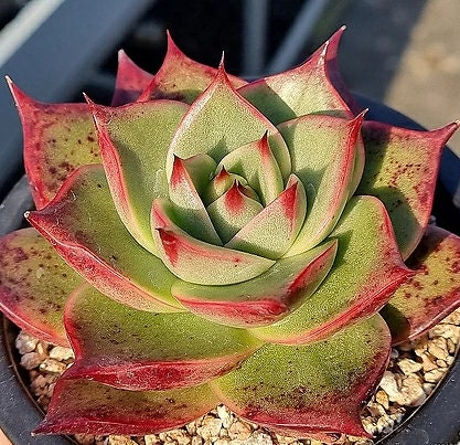 Echeveria Stella - beautiful succulent - propagation leaf